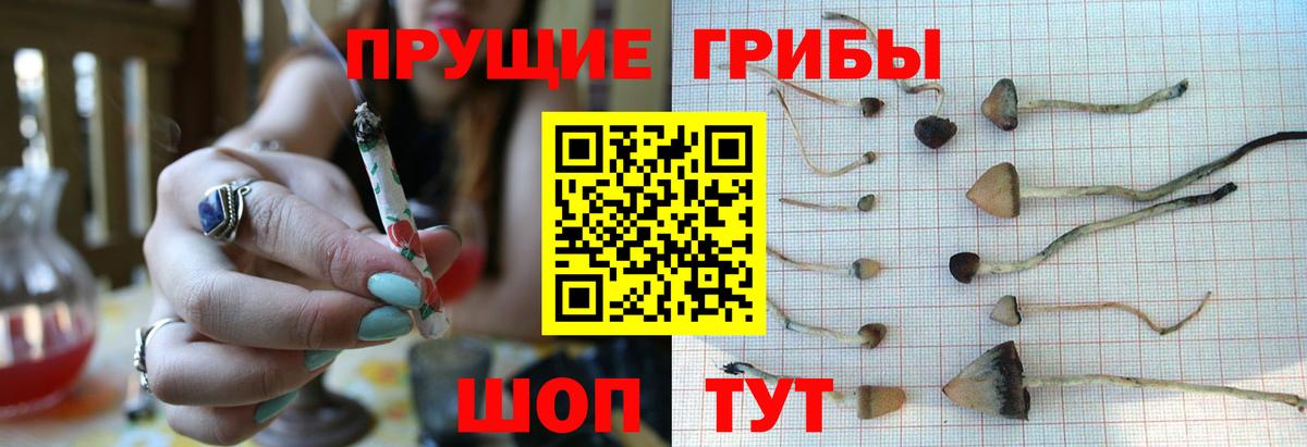 Псилоцибиновые грибы мицелий Хабаровск